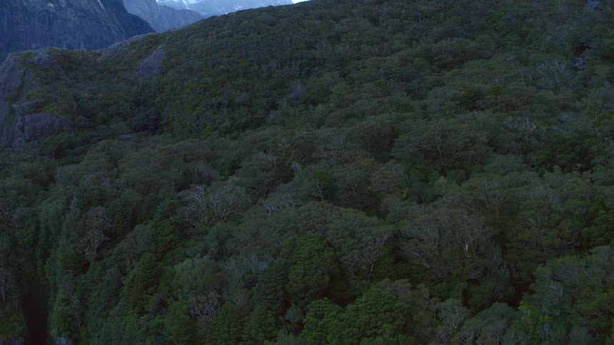 Aerial view of forests and mountains are displayed