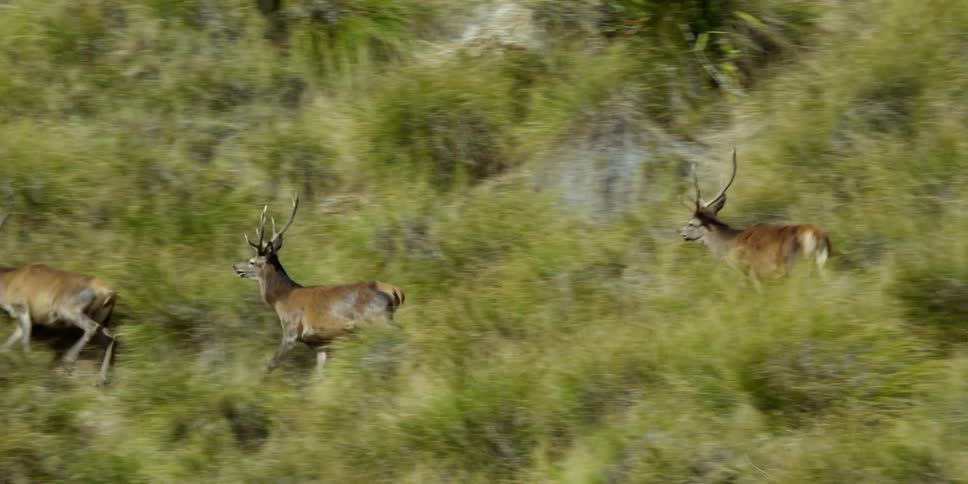 Deer running through a grassy field
