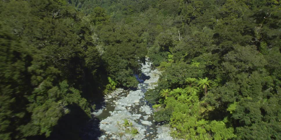The stream runs through the thick forest