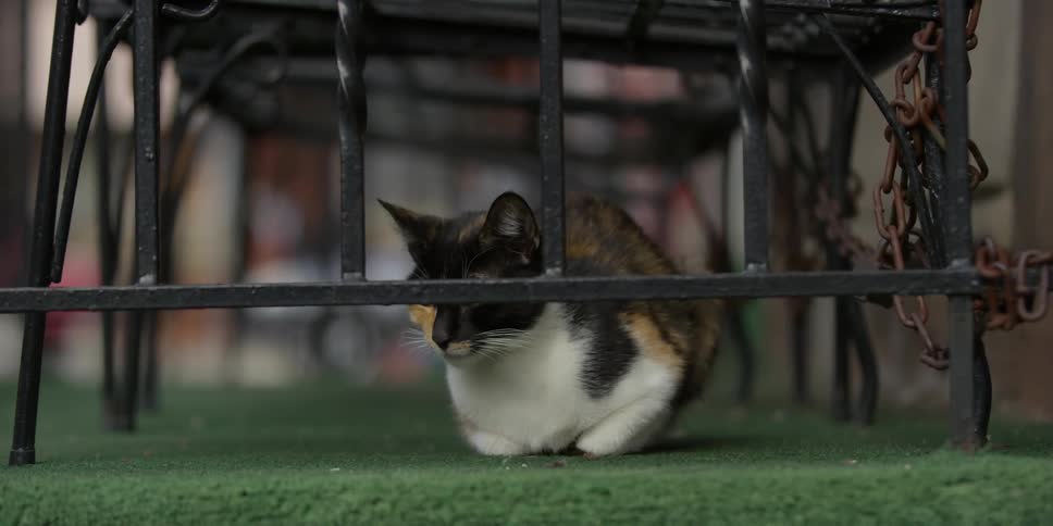 A cat sits by iron bars