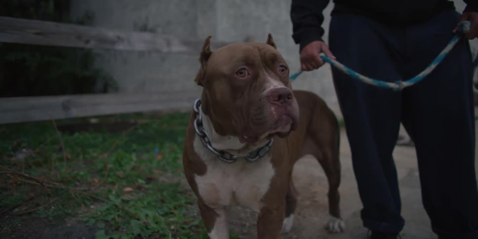 A dog is leashed looking around