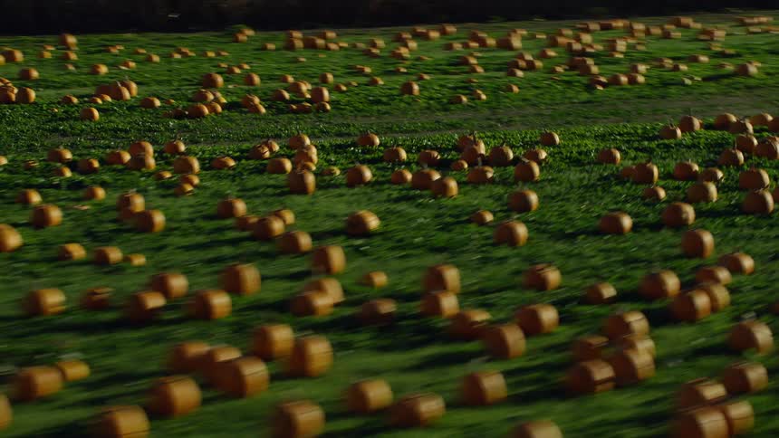 Hundreds of pumpkins lay on the ground exposed in a field