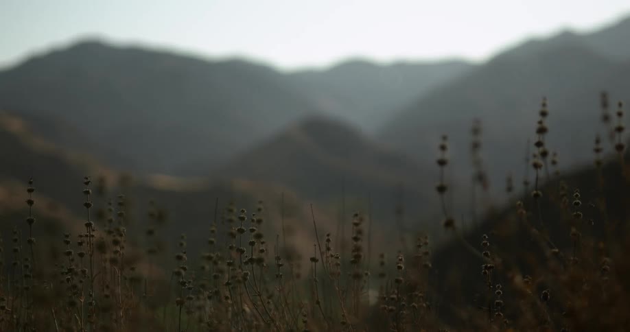 Vegetation on the side of a mountain with more mountains in the distance