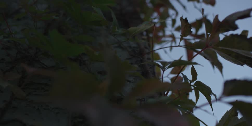Leaves blowing in the wind