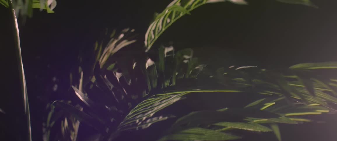 A view of a tropical plant at night