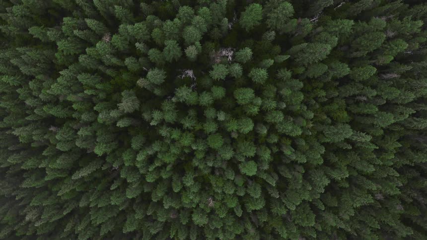 Aerial shot of a forest
