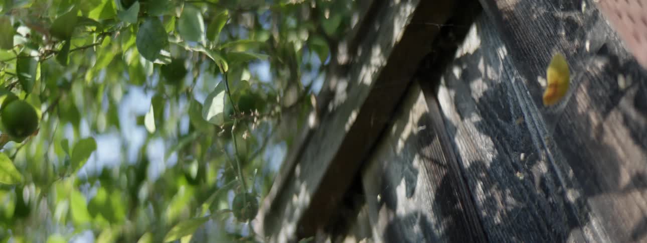 A person picks fruit off a fruit tree