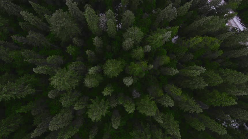 Pine trees of varying heights and widths fill a dense forest