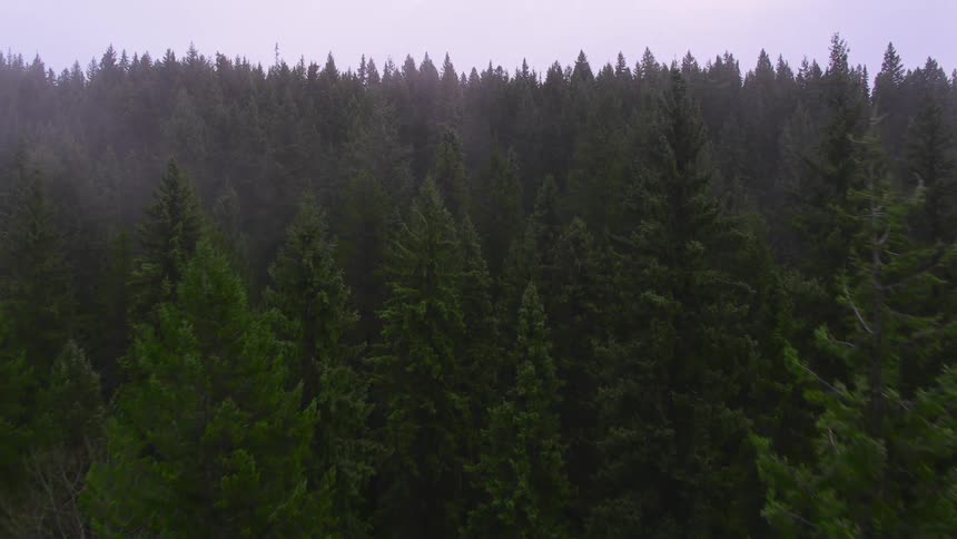An aerial view of a forest with trees