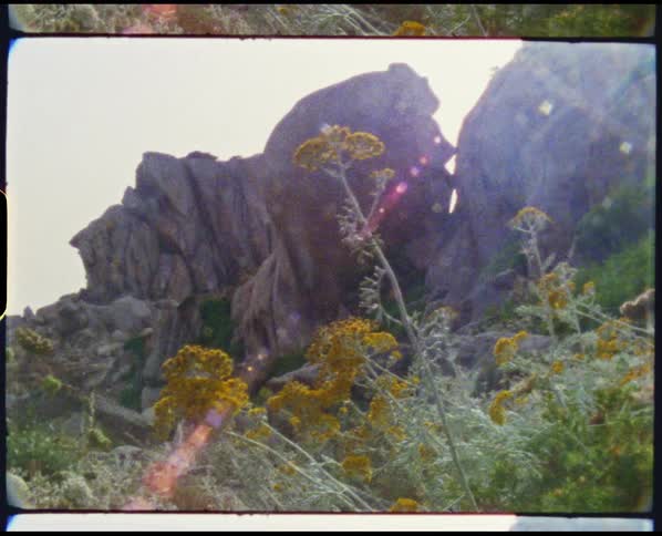 Yellow wild flowers growing near rock promontory at morning