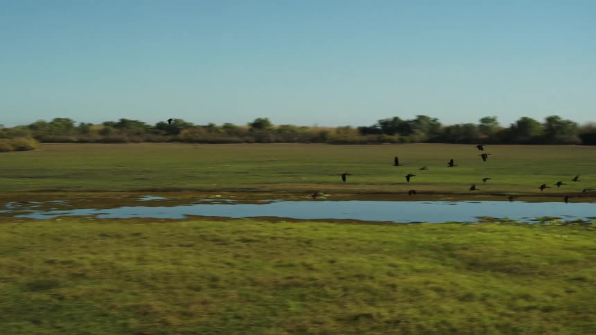 A flock of birds flies over wetlands with trees and sky reflected in water surface