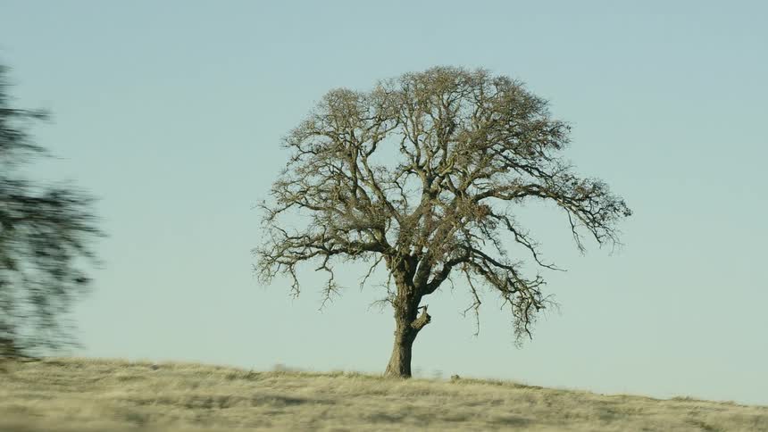 Tree in the middle of grasslands