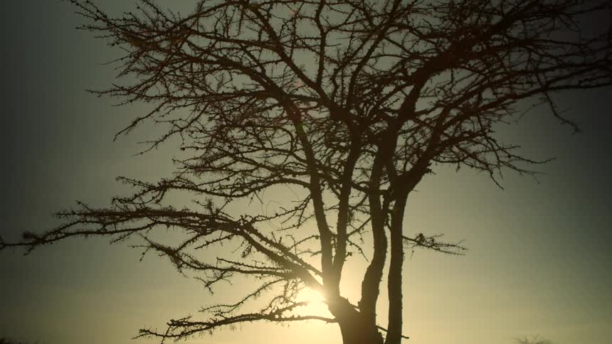 The sun is shining through a tree as it sets