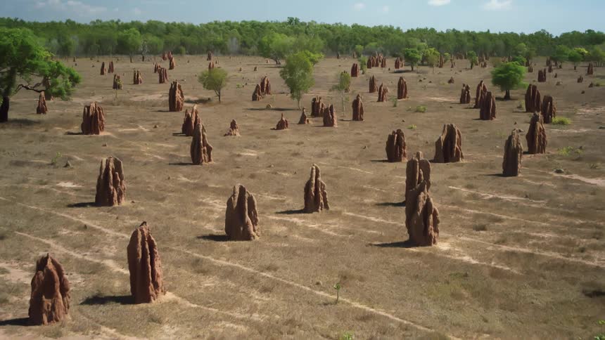 A landscape with termite mounds and trees with the sky and clouds in the background