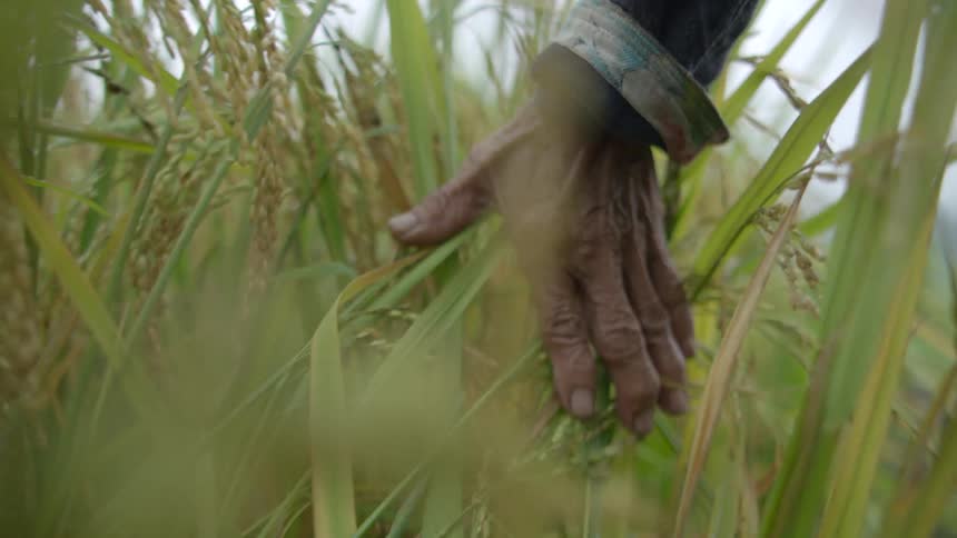Person brushing hand through grass