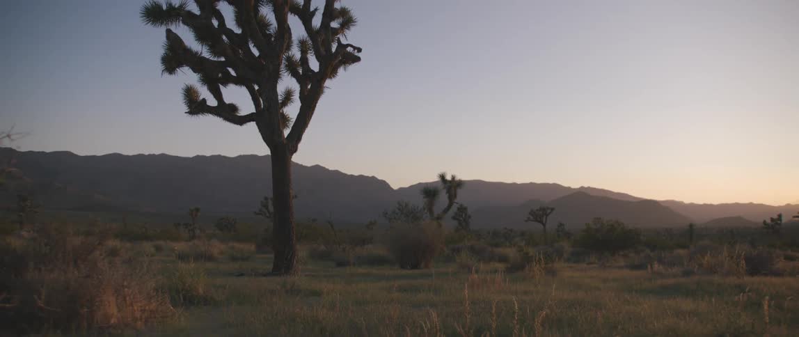 Joshua trees in the desert at sunset