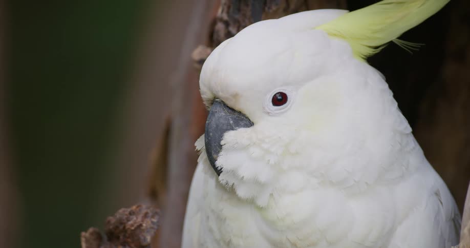 A close up of a bird