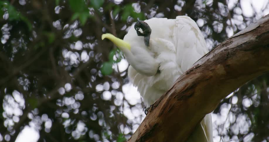 White parrot grooms himself while sitting on a branch