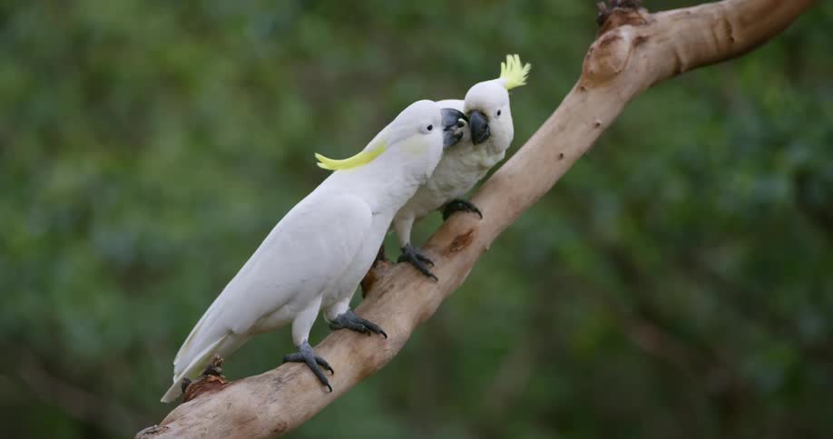 Two birds are perched on a branch together and one is pecking at the other until it flies away