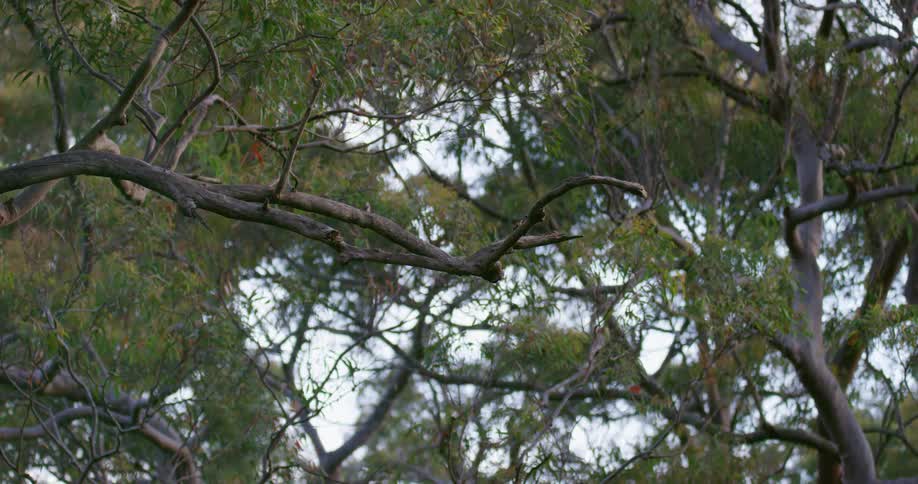 A cockatoo is sitting on a tree branch and flies away