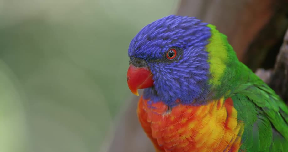 Multicoloured bird