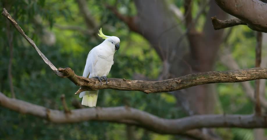 A bird sitting on a tree branch in forest
