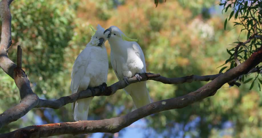 A view of two birds on a branch outdoors