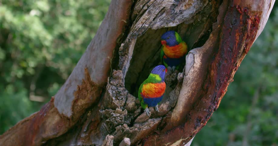 A view of two birds in a nest in a tree