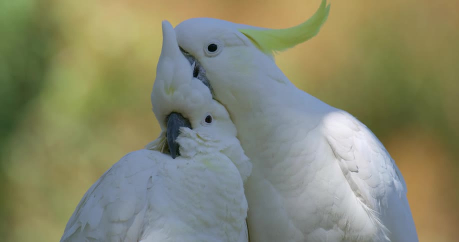 Two sulphur crested cockatoos are being affectionate towards each other