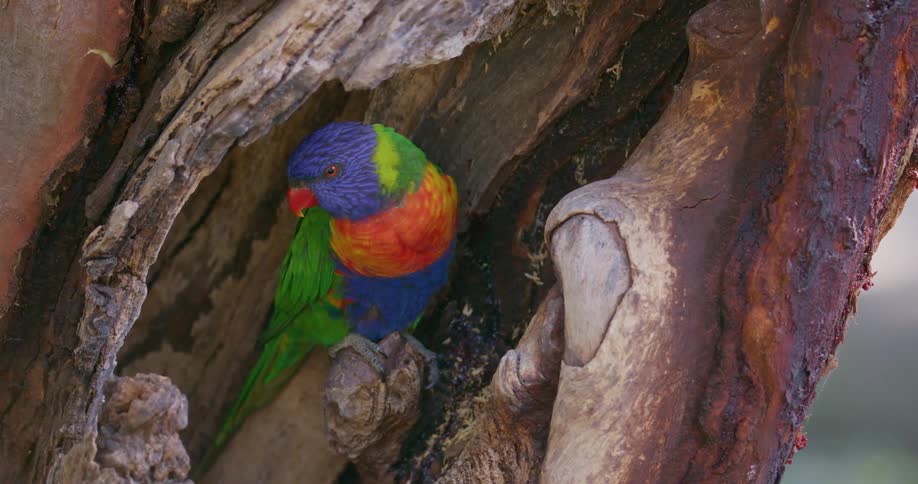 A colorful parrot is perched within an alcove of a tree trunk outdoors during the day