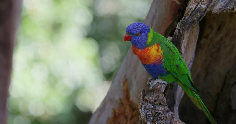 A lorikeet sitting on a tree branch during the day