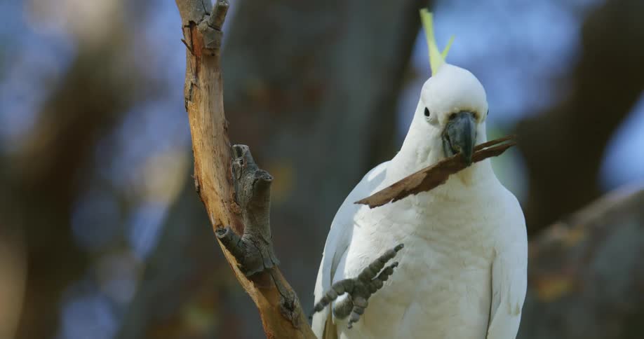 Yellow crested white cockatoo eating the bark of a tree