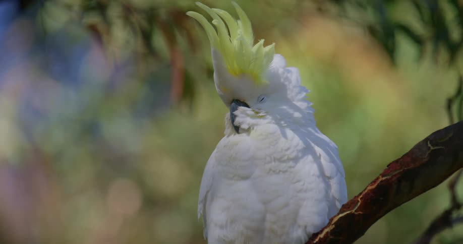 A parrot with a beak and feathers
