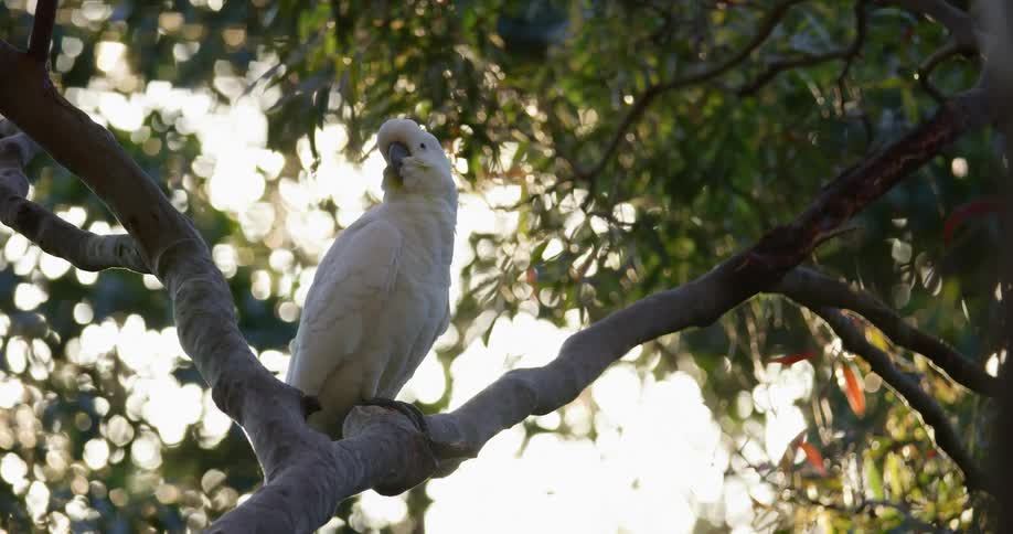 A cockatoo rests in a tree during the day