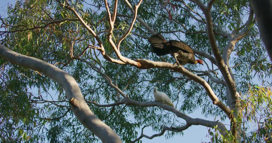 Two birds are sitting on tree branches and they fly away