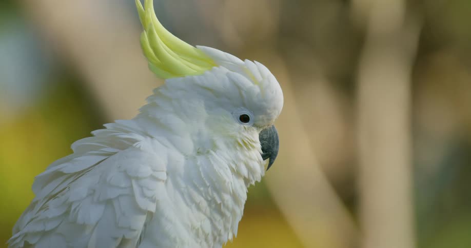 A parrot with a beak and feathers