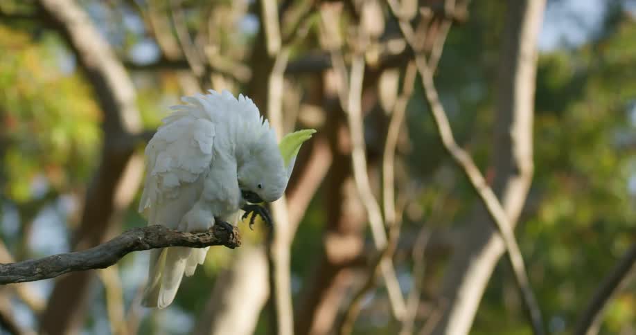 White bird licking itself