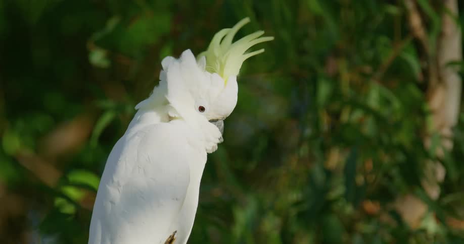 The wind ruffles the feathers of an all white bird