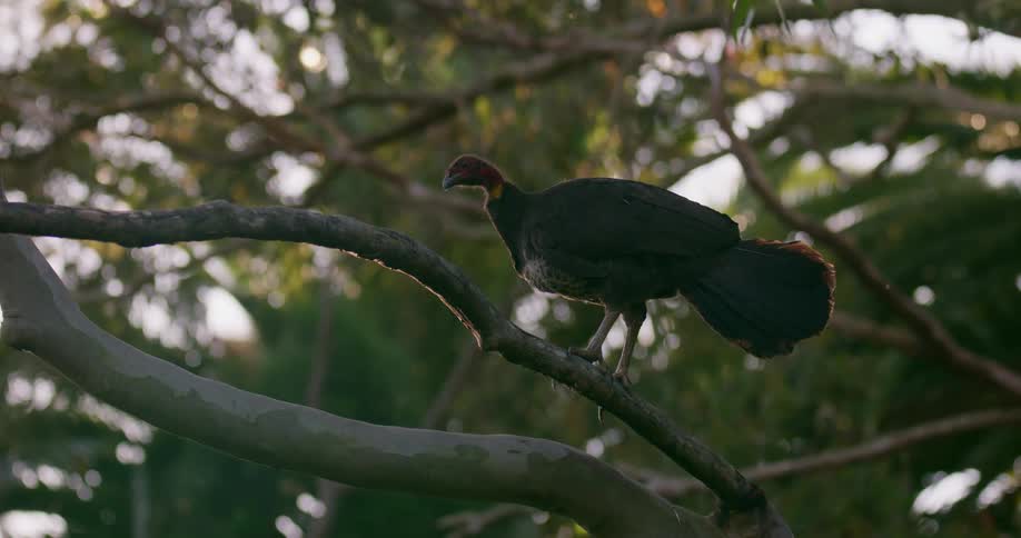 A vulture is sitting on a tree branch looking around