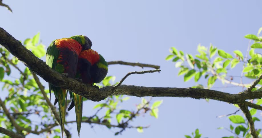 Multicoloured bird