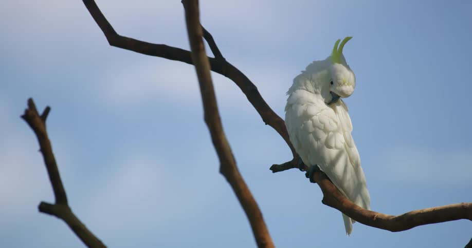 White bird on branch