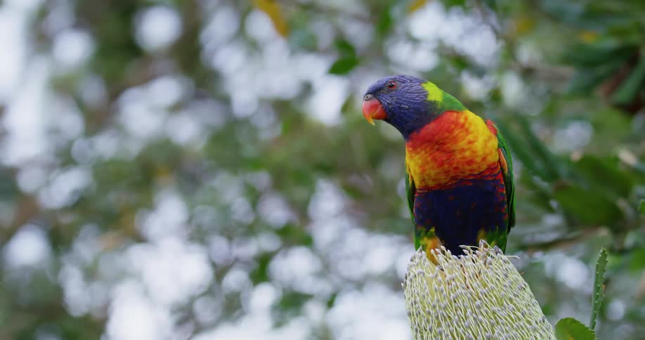 Tropical multi hued bird perches on plant under trees