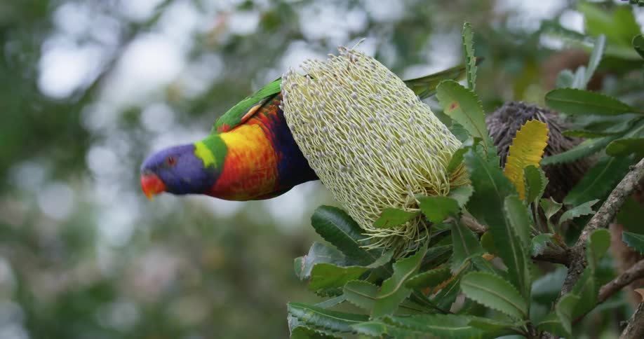 Multicoloured bird