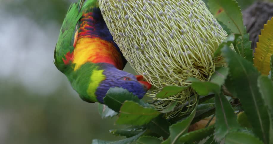 A parrot feeds on a plant