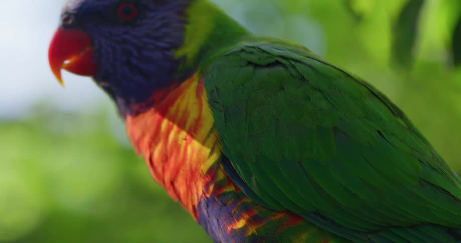 A shot revealing a bird