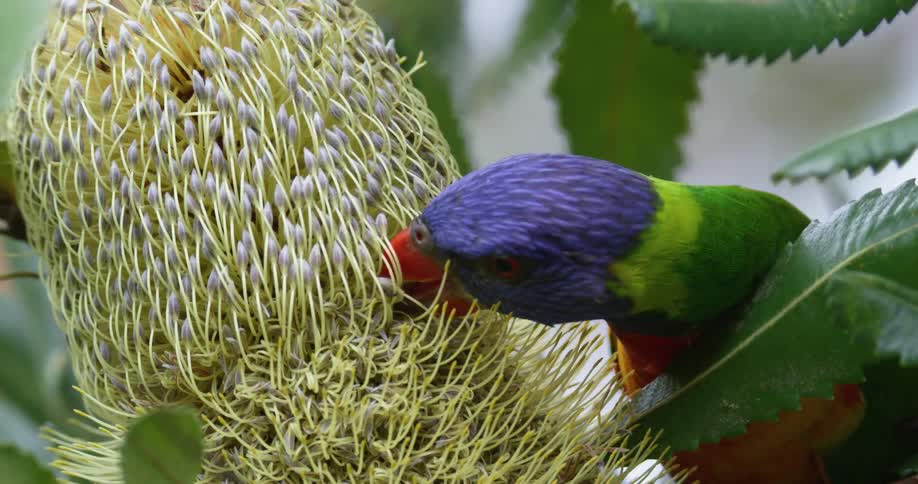 A colorful parrot eats a plant outdoors