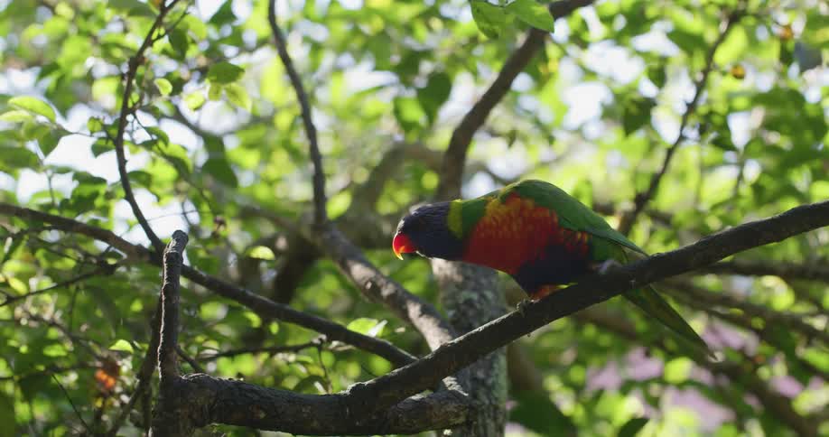 A parrot is sitting on a tree branch and then hops over to another branch