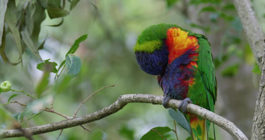 A colorful parrot preens its feathers while sitting on a tree branch