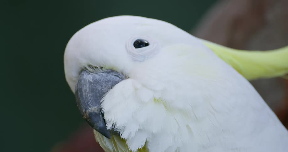 Close up of the face of a yellow crested white cockatoo