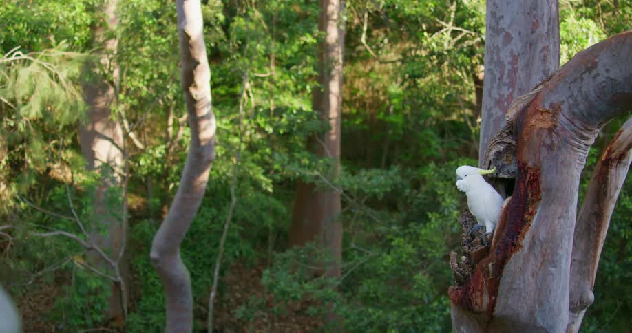 A bird is sitting in a tree in a tropical aerea